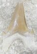 Nice Otodus Shark Tooth Fossil In Matrix #24913-1